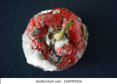 Red Moulded Bell Pepper With Mildew Capsicum Covered With White And Gray Fungus Ugly Wrinkled Old Unhealthy Disgusting Garbage Vegetable On Black Stone Plate Dark Background Copy Space Organic Waste