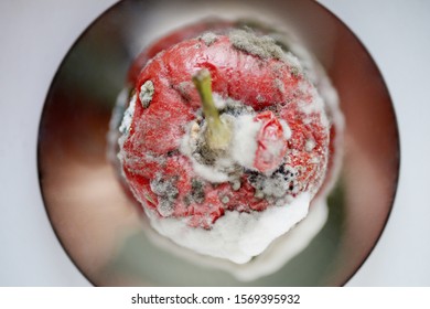 Red Moulded Bell Pepper With Mildew Capsicum Covered With White And Gray Fungus Ugly Wrinkled Old Unhealthy Disgusting Garbage Vegetable On Mirror Metal Plate Dark Background Copy Space Organic Waste