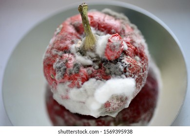 Red Moulded Bell Pepper With Mildew Capsicum Covered With White And Gray Fungus Ugly Wrinkled Old Unhealthy Disgusting Garbage Vegetable On Mirror Metal Plate Dark Background Copy Space Organic Waste