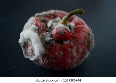 Red Moulded Bell Pepper With Mildew Capsicum Covered With White And Gray Fungus Ugly Wrinkled Old Unhealthy Disgusting Garbage Vegetable On Black Stone Plate Dark Background Copy Space Organic Waste