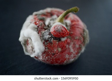 Red Moulded Bell Pepper With Mildew Capsicum Covered With White And Gray Fungus Ugly Wrinkled Old Unhealthy Disgusting Garbage Vegetable On Black Stone Plate Dark Background Copy Space Organic Waste