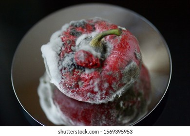 Red Moulded Bell Pepper With Mildew Capsicum Covered With White And Gray Fungus Ugly Wrinkled Old Unhealthy Disgusting Garbage Vegetable On Mirror Metal Plate Dark Background Copy Space Organic Waste