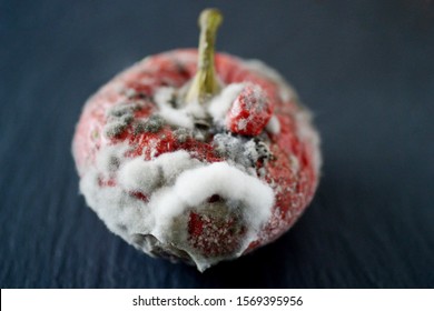 Red Moulded Bell Pepper With Mildew Capsicum Covered With White And Gray Fungus Ugly Wrinkled Old Unhealthy Disgusting Garbage Vegetable On Black Stone Plate Dark Background Copy Space Organic Waste