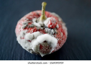 Red Moulded Bell Pepper With Mildew Capsicum Covered With White And Gray Fungus Ugly Wrinkled Old Unhealthy Disgusting Garbage Vegetable On Black Stone Plate Dark Background Copy Space Organic Waste