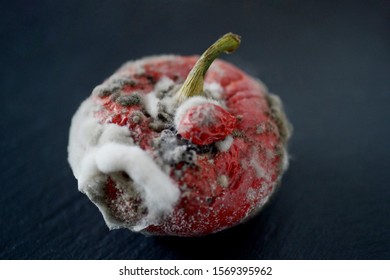 Red Moulded Bell Pepper With Mildew Capsicum Covered With White And Gray Fungus Ugly Wrinkled Old Unhealthy Disgusting Garbage Vegetable On Black Stone Plate Dark Background Copy Space Organic Waste