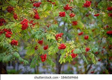 Red Mountain Ash In Autumn