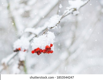 Red Mountain Ash Covered With Snow In The Forest In Winter.