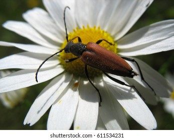Red moustached beetle sits on chamomile. - Shutterstock ID 611534231