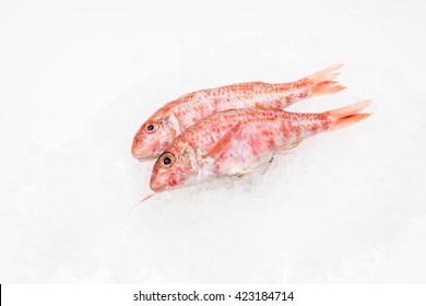 Red Mullet Fish