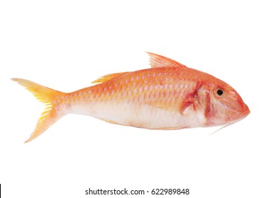 Red Mullet Fish Isolated