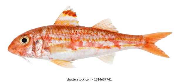 Red Mullet Isolated. Fresh Fish