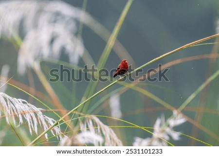 Similar – Forest strawberries in grass