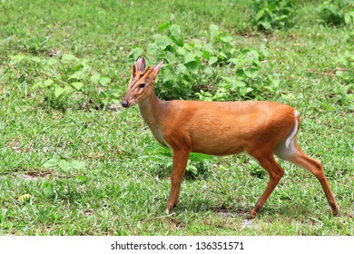 Red Muntjac / Muntiacus Muntjak