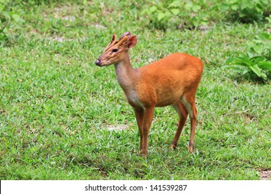 Red Muntjac / Muntiacus Muntjak