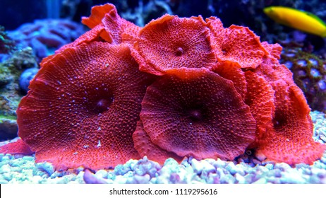 Red mushroom coral colony in the reef aquarium tank