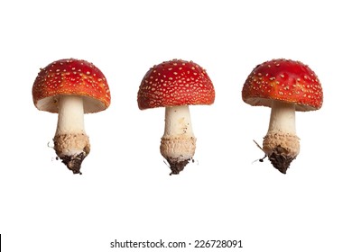 Red Mushroom Isolated