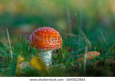 Foto Bild Roter Pilz auf dem Feld