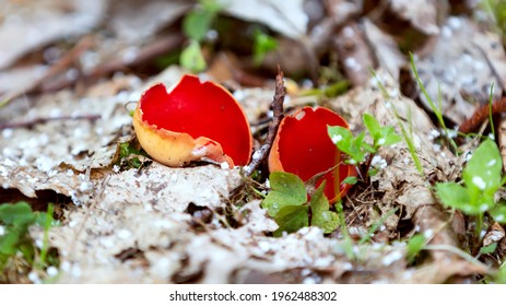 Red Mushroom Scarlet Elf Cup (Sarcoscypha Sp.) Red Mushrooms Sarcoscypha Coccinea, Scarlet Cup, Mushroom Of The Sarcoscyphaceae Family, Order Pezizales, Helvella Coccinea