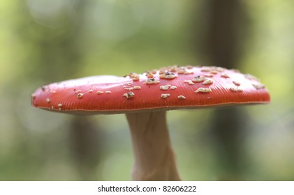 Red mushroom / toadstool in the forest