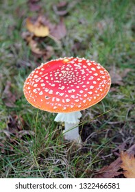 Little Red Mushrooms White Spots On Stock Photo (Edit Now) 1165159915