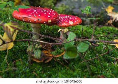 Red mushrooms in the wood - Shutterstock ID 1046436505