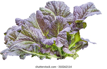 Red Mustard Greens Isolated On White Background