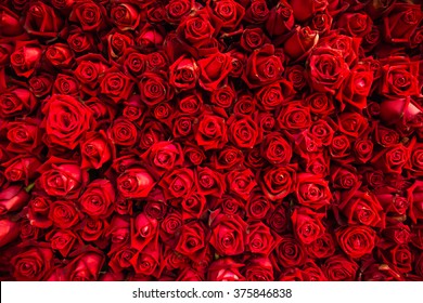 Red Natural Roses Background