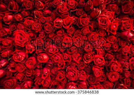 Red natural roses background