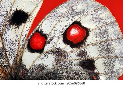 Red In Nature. Apollo Butterfly Wings Texture Background. Macro Photography Butterfly Wings. 