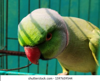 Red Neck Angry Parrot In Cadge 