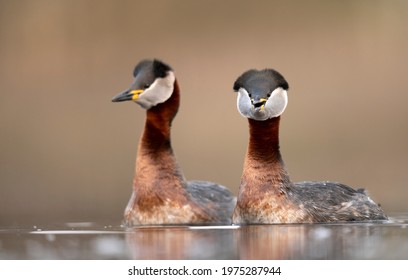 Red Necked Grebe (Podiceps Grisegena)