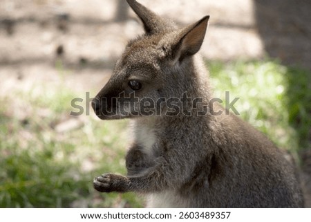 The red necked wallaby has mostly tawny grey fur, with a white chest and belly, and a dark brown muzzle, paws and feet. 