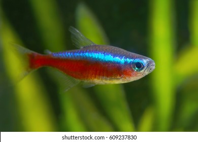 Red Neon Tetra Fish