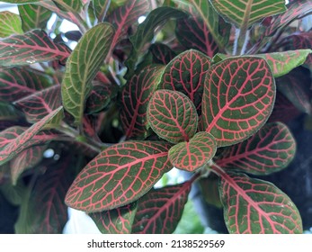 Red Nerve Plant Closeup Indoor Houseplant