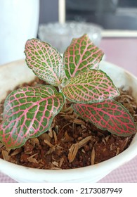 Red Nerve Plant With White Pot