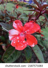 Red New Guinea Impatiens (Impatiens Hawkeri), a native ornamental flower from Papua