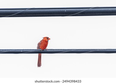 Red Northern Cardinal bird perched on electrical wires against cloudy white background - Powered by Shutterstock