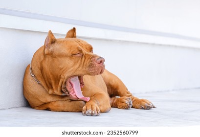 Red nose American Bully Dog is Yawning while laying down on white concrete pavement floor - Powered by Shutterstock