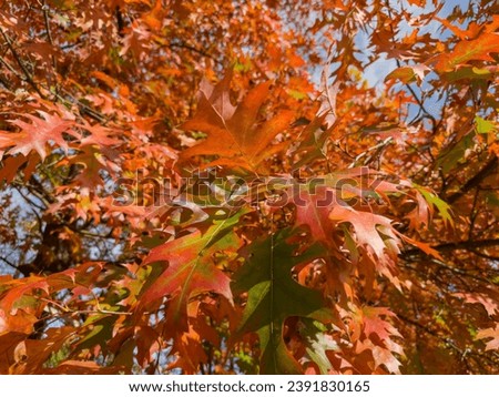 Red oak branch with bright autumn varicolored leaves on a blurred background of the other branches in sunny day,  close-up in selective focus
