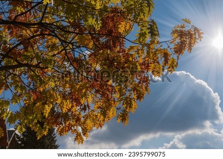 Red oak branch with bright autumn varicolored leaves on a blurred background of the sky with cloud and sun beams, view backlit
