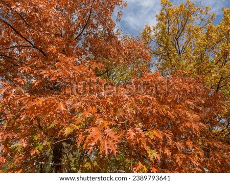 Red oak branches with bright autumn varicolored leaves on a background of the other deciduous trees and sky in sunny day
