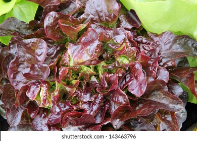 Red Oak Leaf Lettuce