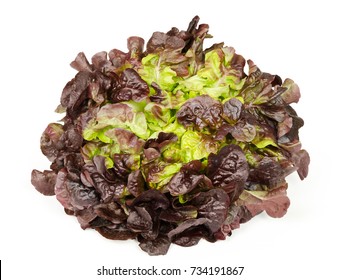 Red oak leaf lettuce front view isolated over white. Also called oakleaf, a variety of Lactuca sativa. Red butter lettuce with distinctly lobed leaves with oak leaf shape. Macro closeup photo.