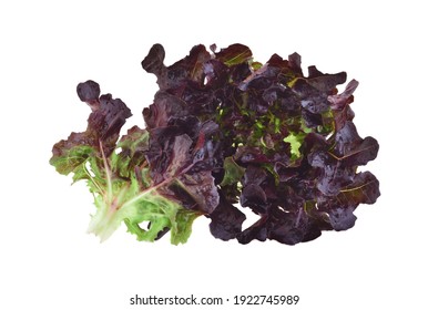 Red Oak Leaf Lettuce On A White Background