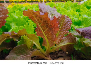  Red Oak Lettuce 