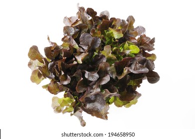 Red Oak Lettuce