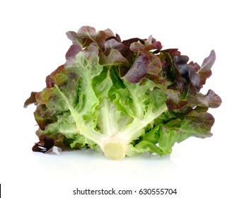 Red Oak Lettuce