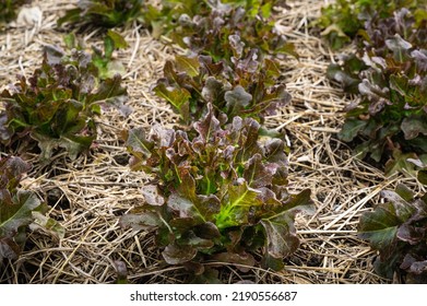 Red Oak Lettuce In A Crop