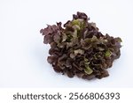 Red Oak Lettuce, Fresh red oak lettuce isolated on white background, natural organic produce, Vegetable, เรดโอ๊ค