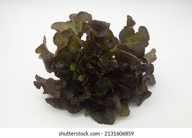 Red Oak Lettuce Is High In Vitamins And Anti-oxidants. The Color Of Red Oak Is A Dark Burgundy Red At The Edge Of The Leaf Jagged Edge With Some Greenish Tinge. Red Oak Is A High Fiber Vegetable.